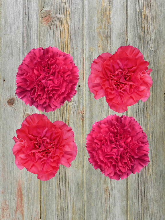 Hot Pink Carnations